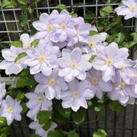 フェンス,庭の画像