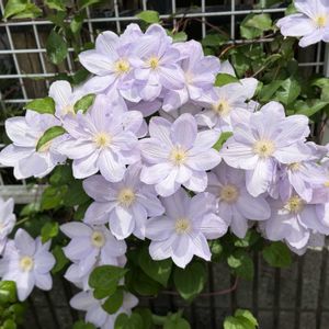 フェンス,庭の画像