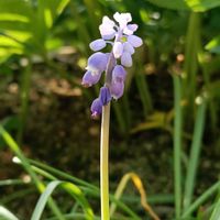 ムスカリ,ムスカリ,花のある暮らし,幸せな時間,四季を感じるの画像