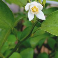 柚子,柚子,多肉植物,お花,小さな花壇の画像