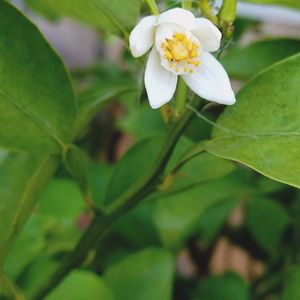 柚子,柚子,多肉植物,お花,小さな花壇の画像