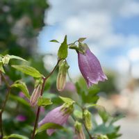 ホタルブクロ,薄紫色の花,ピンク❤︎ピンク,庭の画像