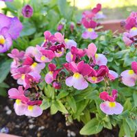 ネメシア,乙女心,寄せ植え,ガーデニング,ピンクの花の画像