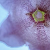 ホタルブクロ,薄紫色の花,ピンク❤︎ピンク,庭の画像