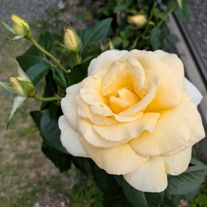 鉢植え,挿し木,花を増やそう,だいすきな薔薇,薔薇を愛するの画像