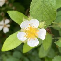 ノイバラ,エノコログサ,癒し,今日のお花,職場のお花の画像