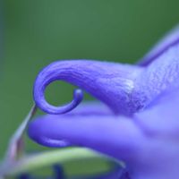 オダマキ,ミヤマオダマキ,多肉植物,マクロ撮影,花のある暮らしの画像