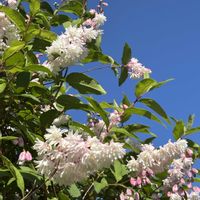 サラサウツギ,サラサウツギ,花のある暮らし♡,お花に感謝の画像