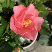 ジャーマンアイリス,ペチュニア,そら豆,ハイビスカス  クリスタルピンク,庭の画像