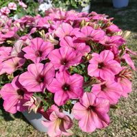 ペチュニア,八重咲きペチュニア　パニエ,ペチュニア　ティーフラミンゴ,花のある暮らし,植物のある暮らしの画像