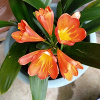 クンシラン,クンシラン(君子蘭),クンシラン(君子蘭),我が家のお花,おうち園芸の画像
