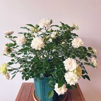 ミニバラ・グリーンアイス,花のある暮らし,ベランダの画像