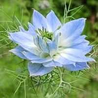 ニゲラ,花のある暮らし,チーム愛知,庭の画像
