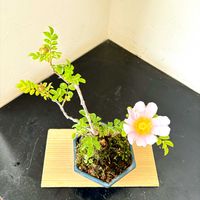 サンショウバラ,盆栽,季節の花,花のある暮らし,グリーンのある暮らしの画像
