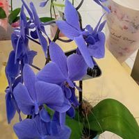 花のある暮らし,切り花を楽しむ,#ガーデニング,青い胡蝶蘭の画像