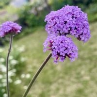 三尺 バーベナ,バーベナ ボナリエンシス,こぼれダネ,庭の画像
