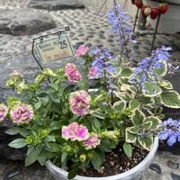 寄せ植え,ガーデニング,花のある暮らし,お花好き,花に癒されるの画像