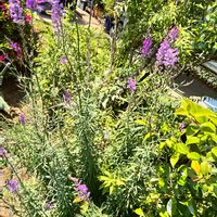 宿根リナリア,花のある暮らし,小さな庭,家庭菜園,庭の画像