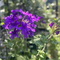 宿根バーベナ,宿根バーベナ　ホムステッドパープル,紫色の花,宿根・多年草,ホムステッドパープルの画像