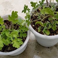 ローズゼラニウム,花のある暮らしの画像