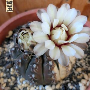 サボテン,瑞昌玉,Gymnocalycium stellatum var. kleinianum,サボテン科,サボテンの花の画像