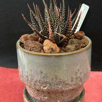 ハオルチア,十二の巻,金城,多肉植物,観葉植物の画像