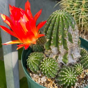 サボテンの花,サボテン好き,お外で管理の画像