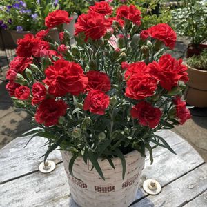 カーネーション,花のある暮らし,母の日プレゼント,嬉しいな♡,真っ赤な火曜日の画像