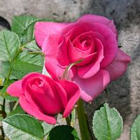 ピエールドゥロンサール,ドリフトローズ・ポップコーンドリフト,ミ二バラ,バラ、薔薇、ばら,花壇の画像