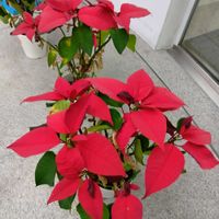ポインセチアの画像