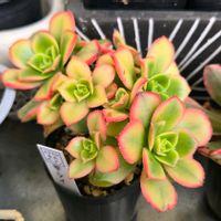キウイ,アエオニウム キウイ,アエオニウム 属,多肉植物,アエオニウムの画像