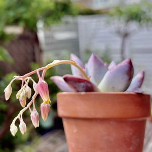 ブラックサバス,多肉植物,鉢植え,エケベリア属,花芽の画像