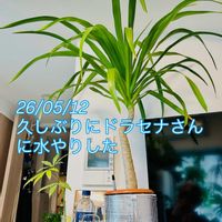 ドラセナ,ドラセナ・コンシンネ,ドラセナパラオ,ドラセナ コンパクタ,ワイルドの画像