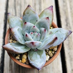 ブラックサバス,多肉植物,子株,鉢植え,エケベリア属の画像