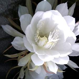 　harumama