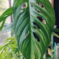 マドカズラ,モスポール,観葉植物,インドアグリーン,葉っぱ好きの画像