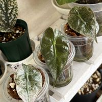 アロカシア,観葉植物,成長記録,アロイド,アロカシア　小芋栽培の画像