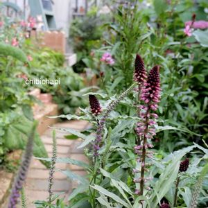 リシマキア ボジョレー,地植え,ガーデニング,お気に入り♡,花のある暮らしの画像