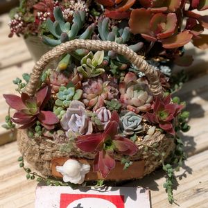 多肉寄せ植え,収穫,バラと夢CLUB,ミッチの会,十二の日の画像
