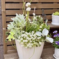 アリウム,寄せ植え,ナチュラルガーデン,シルバーリーフ,白い花の画像