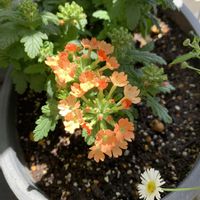 バーベナ,バーベナ,宿根バーベナ,お花,成長記録の画像