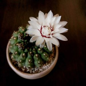 サボテン,ギムノカリキウム瑞昌玉,多肉植物,サボテンの花,花のある暮らしの画像