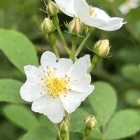 ノイバラ,今日のお花,白と緑,21世紀の森と広場の画像