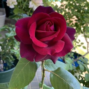 グレーフィンディアナ,バラ 鉢植え,薔薇♪,赤バラ,ばら バラ 薔薇の画像