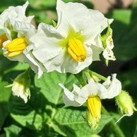 カーネーション,スカシユリ,ジャガイモの花,スイカズラ(忍冬),ほたるぶくろ紫の画像