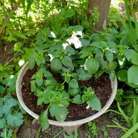 インパチェンス,寄せ植え,大好きな花,定番一年草の画像