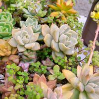 多肉植物,多肉の寄せ植え,多肉植物の紅葉,元気に育て♡,多肉大好き！の画像