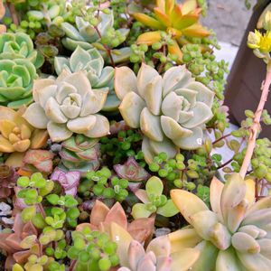 多肉植物,多肉の寄せ植え,多肉植物の紅葉,元気に育て♡,多肉大好き！の画像