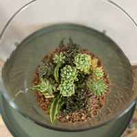 寄せ植え,多肉植物,テラリウム,今日の一枚,オーダー品の画像