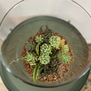 寄せ植え,多肉植物,テラリウム,今日の一枚,オーダー品の画像